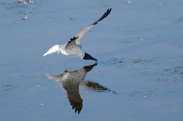 Mouette atricille / Laughing Gull